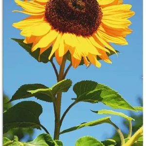 Große Sonnenblume S4IV Wandbild Geprüft