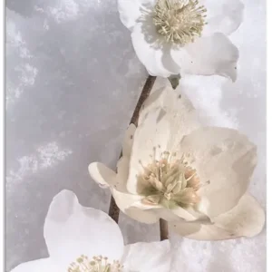 Aktuell Christrose im Schnee T0DZ Wandbild