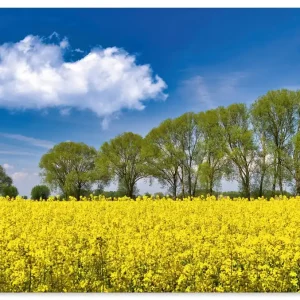 Rapsfeld im Frühling U3IF Wandbild Letzte Chance