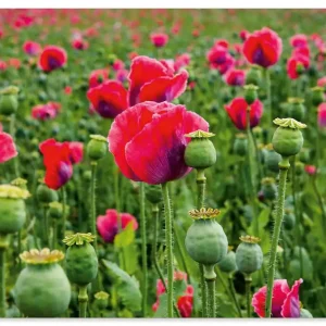 Saisonangebot Mohnblumen Nahaufnahme U3IM Wandbild