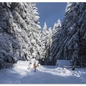Winter im Thüringer Wald II U3YK Wandbild Begrenztes Angebot
