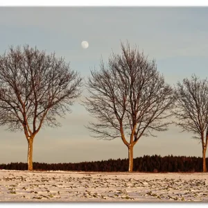 Abendlicht im Winter U3YN Wandbild Super-Preis
