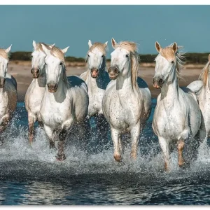 Wochenendangebot Camargue Pferde galoppieren am Strand T5JD Wandbild