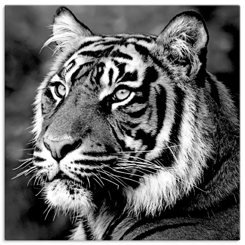 Tiger T4SE Wandbild Gratis Versand
