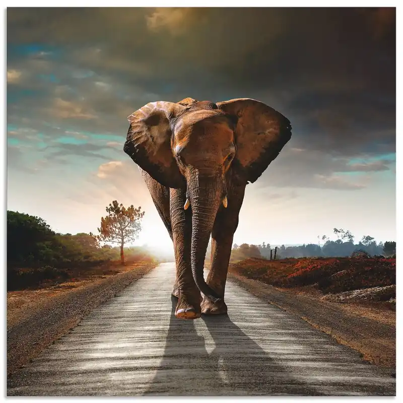 Ein Elefant läuft auf der Straße T9QO Wandbild Markenprodukt