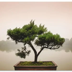 Gratis Versand Chinesischer Bonsaibaum T9IC Wandbild