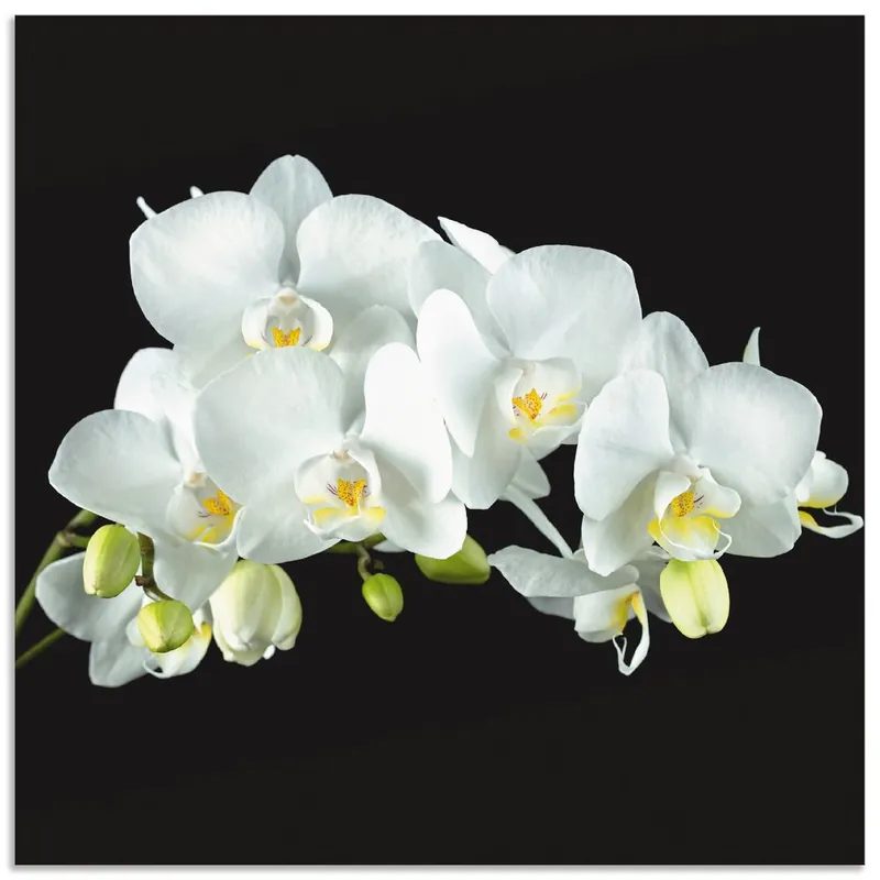 Sonderaktion Weiße Orchidee auf schwarzem Hintergrund T5SR Wandbild