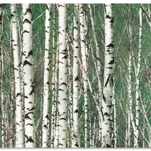 Birkenwald - Bäume S6KW Wandbild Online Kaufen