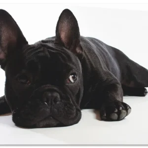 Garantierte Lieferung Bulldogge T5YG Wandbild