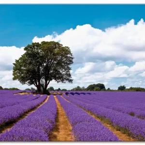 Aktuell Schönes Lavendelfeld im Sommer T5WA Wandbild