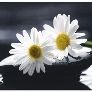 Zwei Gerbera auf einem Zenstein T5ME Wandbild Direktkauf
