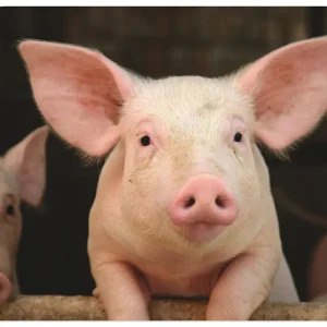Sonderaktion Vorwitziges Schwein T5XG Wandbild