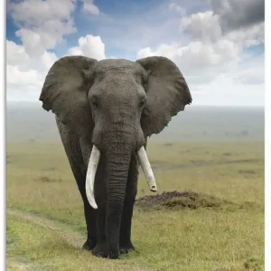 Highlight Elefant T5UH Wandbild