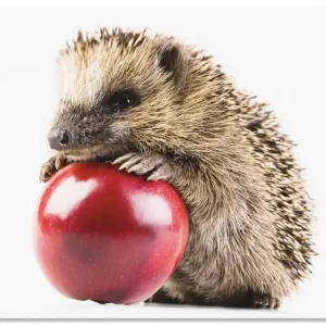 Heißes Angebot Glücklicher Igel T5XC Wandbild