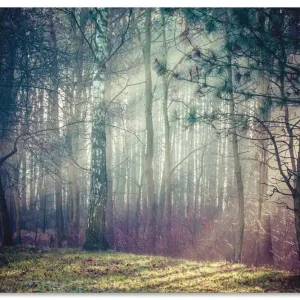 Sonnenstrahlen im Wald U1TE Wandbild Kracherpreis
