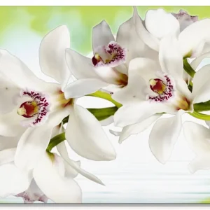 Direkt Vom Hersteller Weiße Orchidee Glasbild 20x20 cm