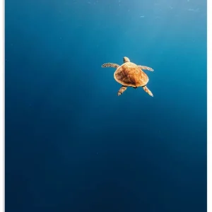Chillkröte - Karettschildkröte im Meer U5IS Wandbild Meistverkauft