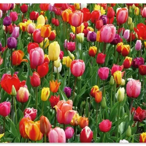 Sale Buntes Tulpenfeld U4IY Wandbild