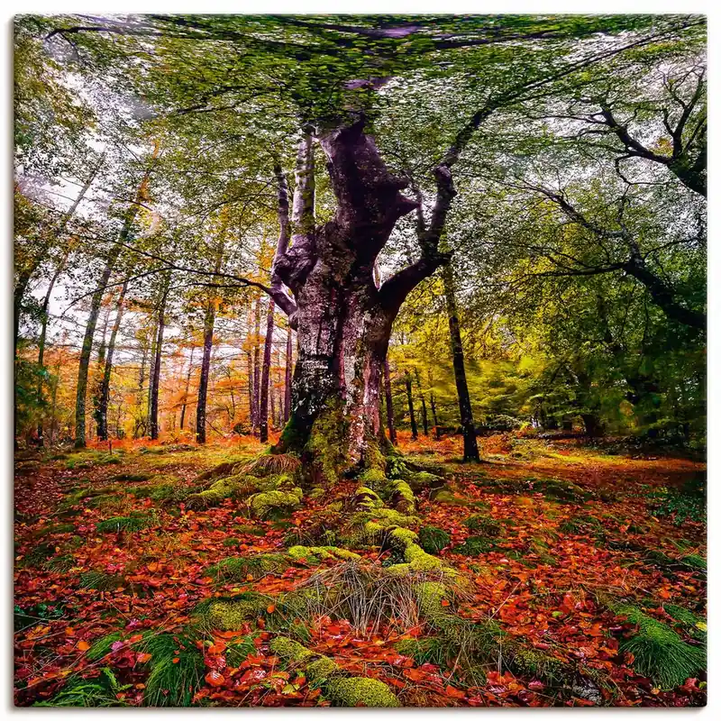 Baum im Wald U3MW Wandbild Preiswert