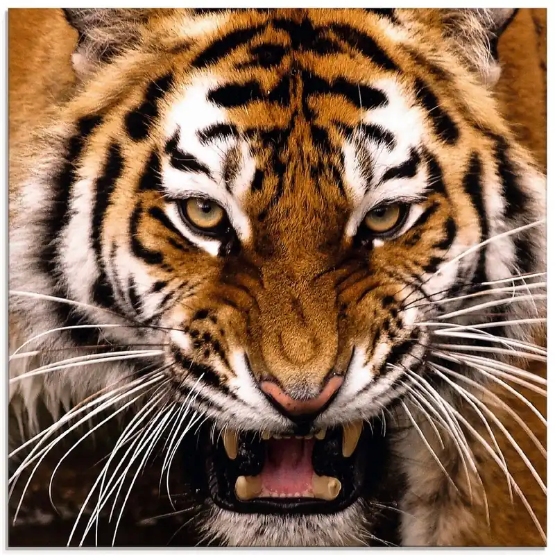 Tiger Kopf R8YC Wandbild Neue Kollektion