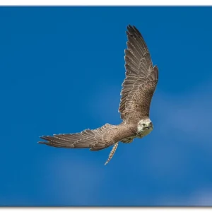 Der Falke Q7MI Wandbild Markenware