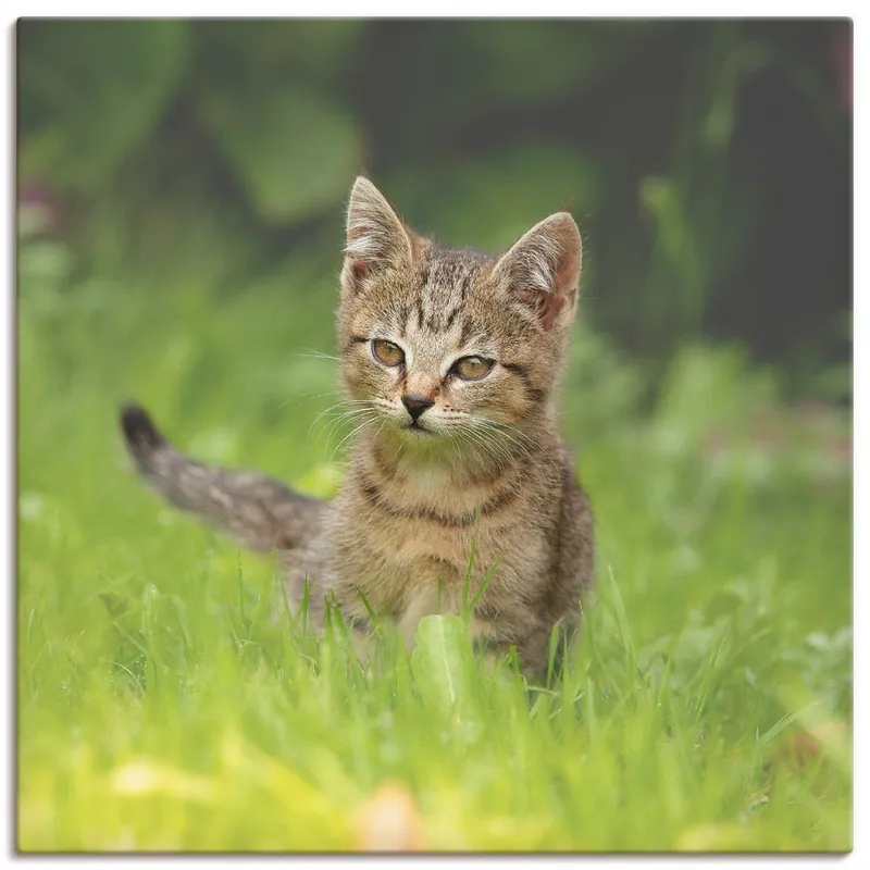 Super-Preis Kleiner Tiger im Gras S5OH Wandbild