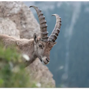 Steinbock T2TG Wandbild Bestseller