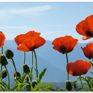 Direkt Vom Hersteller Mohnblüten vor Bergen T2OV Wandbild