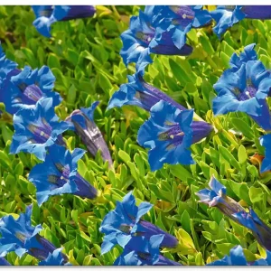 Super-Preis Enzian Q6BN Wandbild