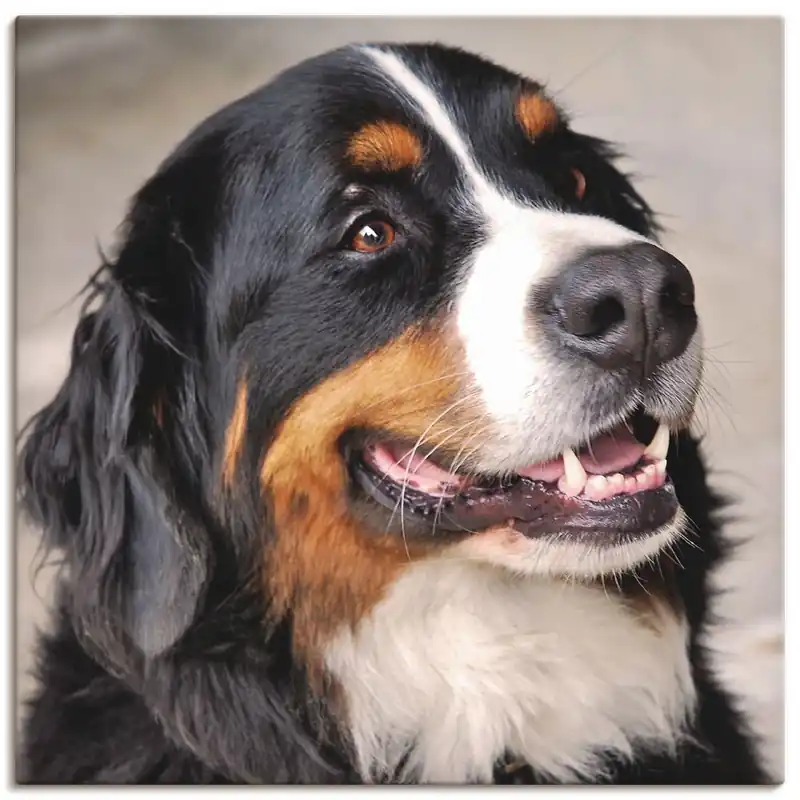 Zertifiziert Berner Sennenhund Q6BI Wandbild