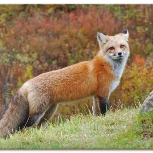 Fuchs I Q6AI Wandbild Finale Aktion
