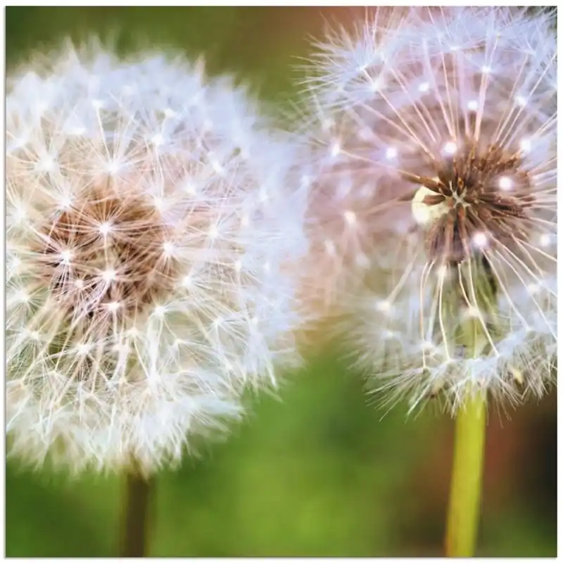 Garantierte Lieferung Pusteblume Zweisamkeit S9MJ Wandbild