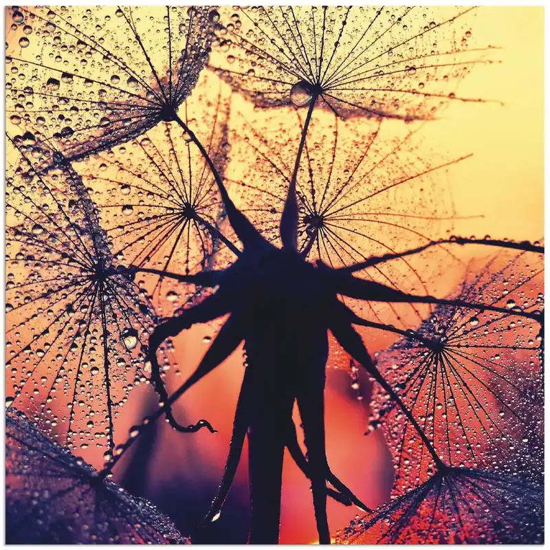Pusteblume im Sonnenuntergang S9SE Wandbild Kostenfreie Lieferung