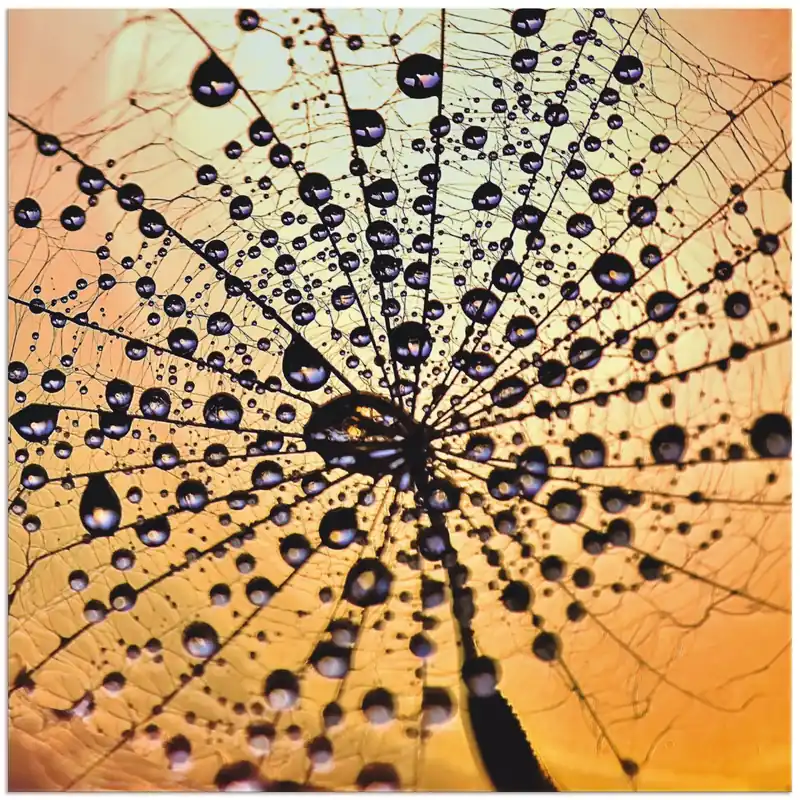 Pusteblume Tröpfchenfang S9BV Wandbild Saisonangebot