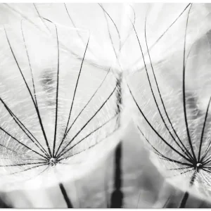 Pusteblume in schwarzweiß S8CQ Wandbild Sichere Zahlung