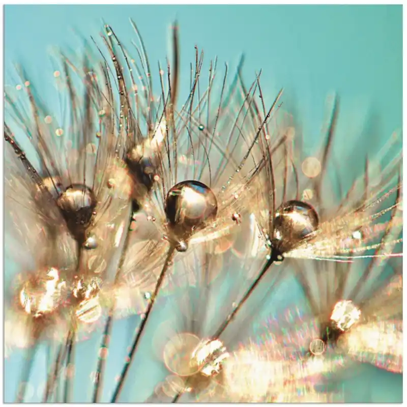 Angebot Pusteblume Goldener Tau S9BU Wandbild