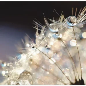 Geprüft Pusteblume Fantasie T1RX Wandbild