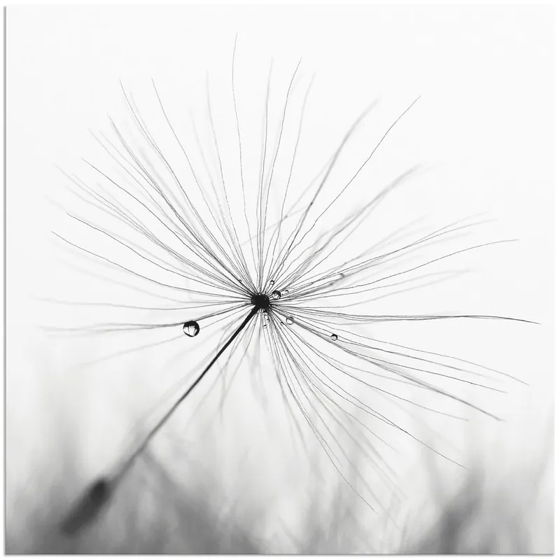 Pusteblume Schirmchen T1GG Wandbild Beliebt