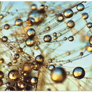 Schnäppchen Pusteblume tausend Tropfen S9LE Wandbild