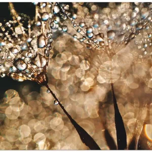 Garantierte Lieferung Pusteblume Goldschimmer T0PB Wandbild