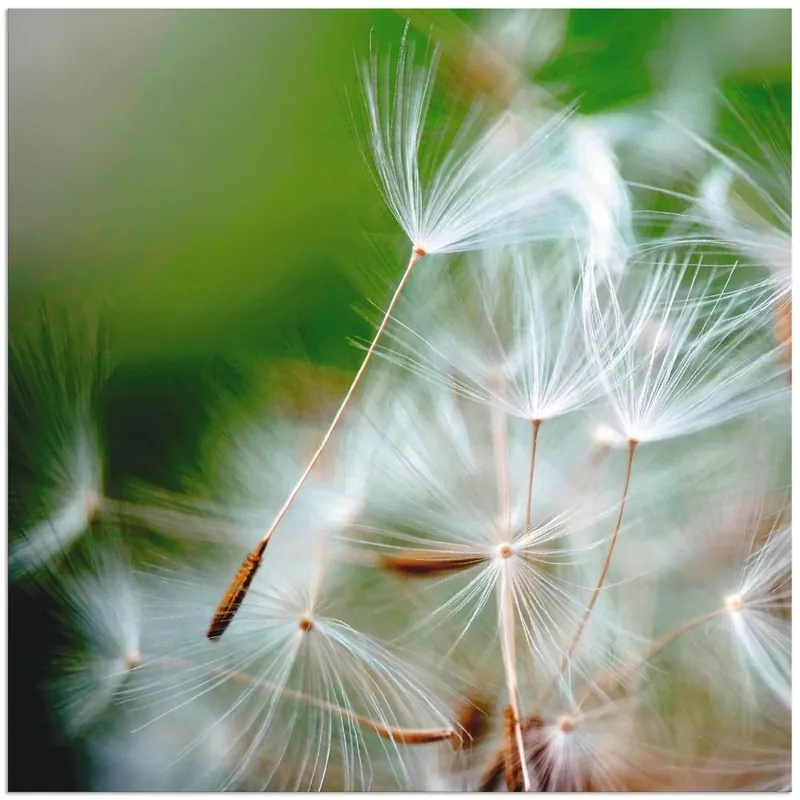 Sonderaktion Pusteblume kuschelweich T0PA Wandbild