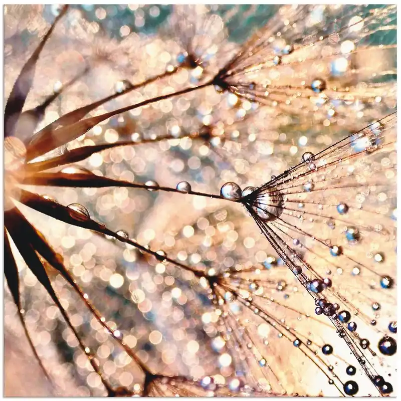 Pusteblume - Kisses from rain S8WZ Wandbild Kracherpreis