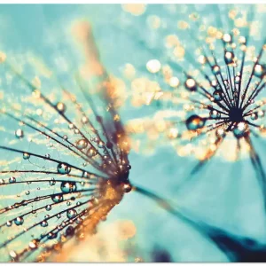 Sofort Bestellen Pusteblume aqua Q5XD Wandbild
