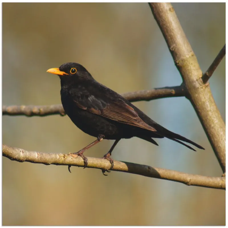 Top-Preis Amsel T3VH Wandbild