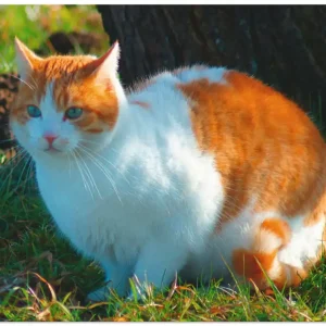 Entspannte Katze T2SC Wandbild Sofort Bestellen