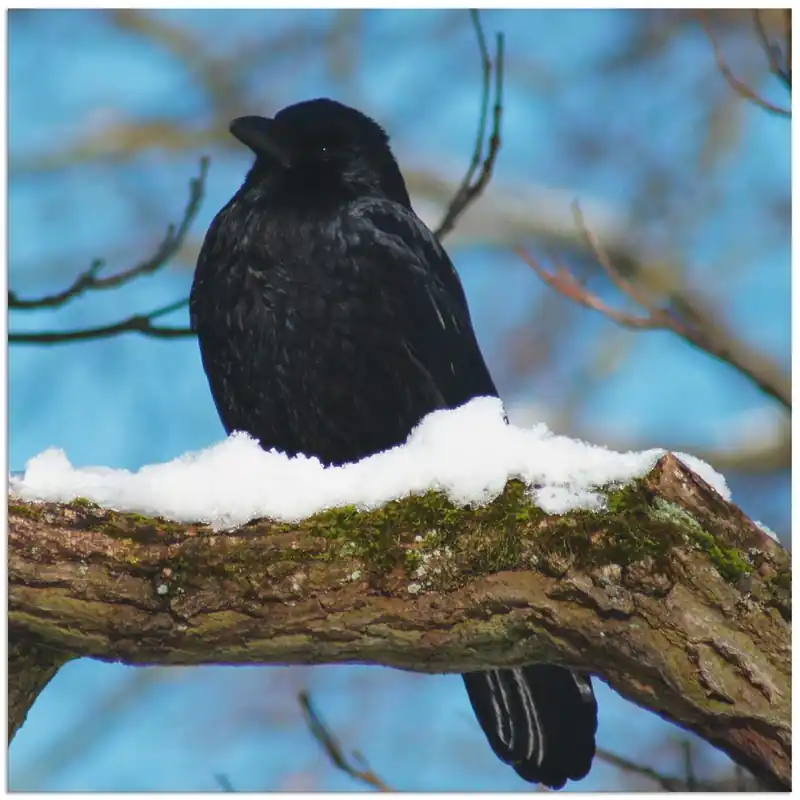 Rabe im Winter T3BJ Wandbild Neu