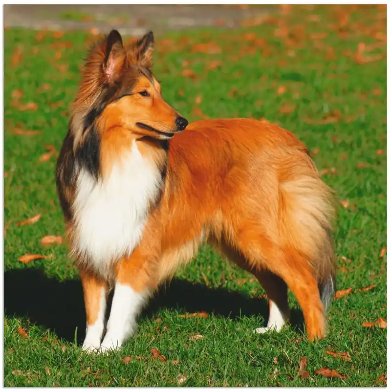 Amerikanischer Collie T1WM Wandbild Schnäppchen