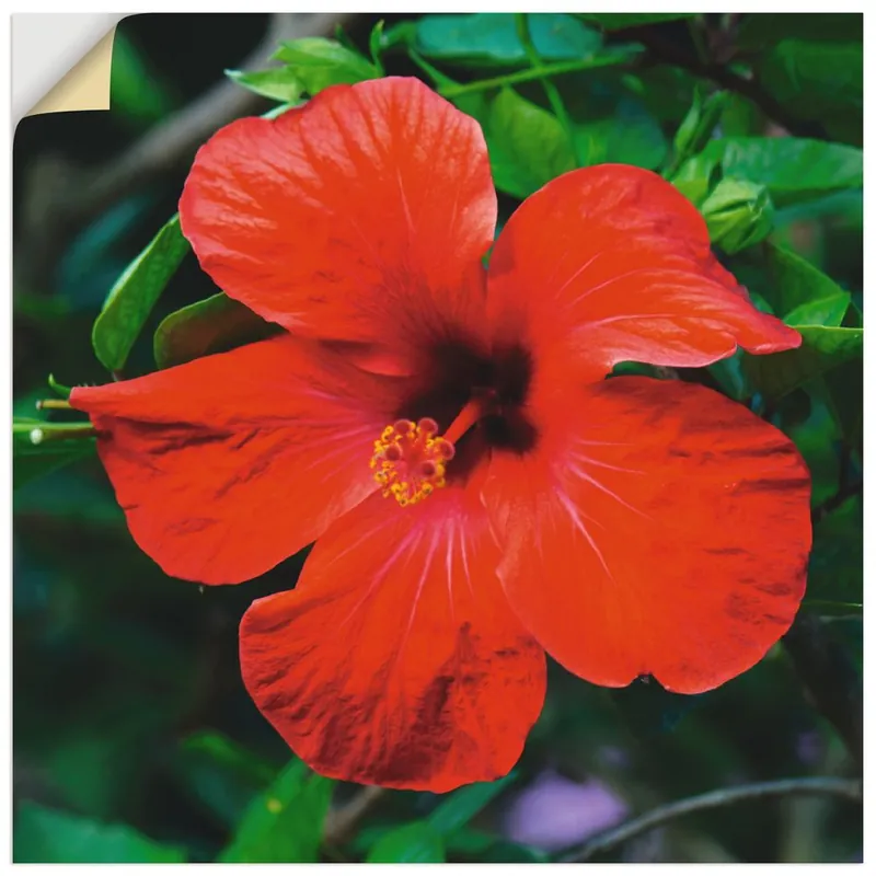 Hawaiiblume T3KS Wandbild Sichere Zahlung