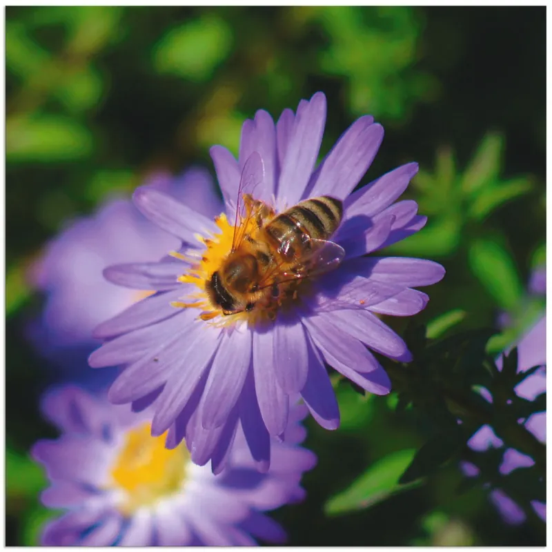 Honigbiene auf lila Aster T1AM Wandbild Online Kaufen