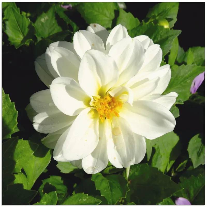 Weiße Dahlienblüte T1DT Wandbild Kracherpreis